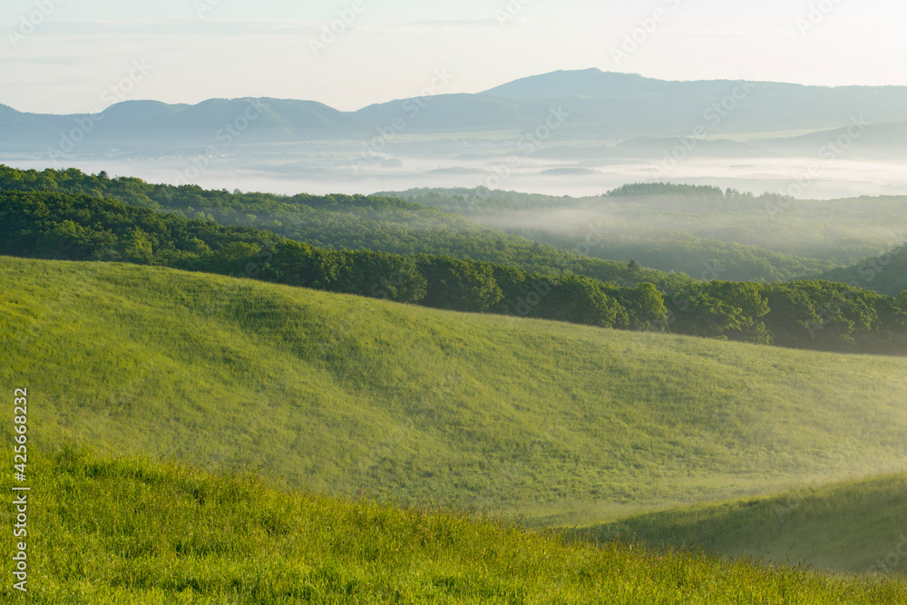 朝霧と緑の牧場