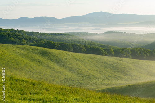 朝霧と緑の牧場