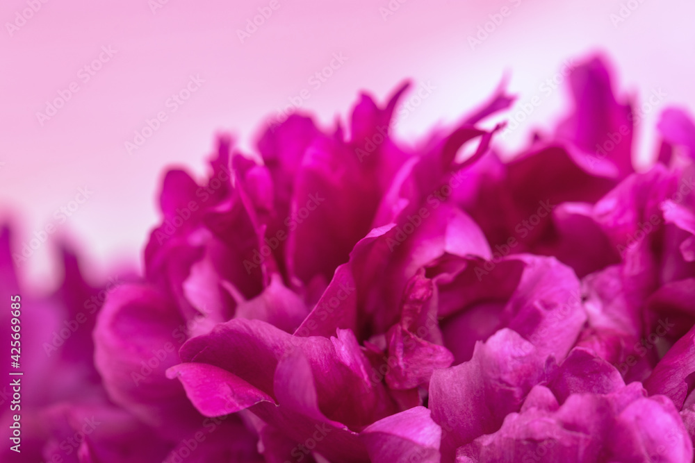 Beautiful flowery background from red purple petals of peony. Spring flower close up. Natural environment design