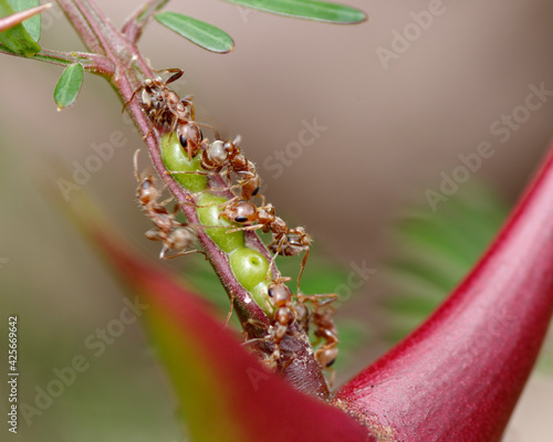 Bullhorn tree (swollen-thorn acacia, Vachellia cornigera) branch and resident ants, an instance of symbiosis. Photo taken in western Panama.  photo