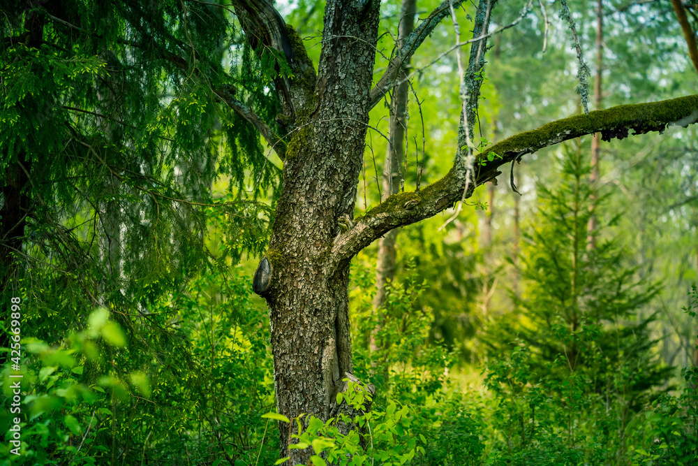 A beautiful sunny spring morning in Northern Europe. Springtime scenery of the countryside. Morning landscape in the rural area during spring sunrise. A beautiful sunny spring morning in Northern Europe. Springtime scenery of the countryside. Morning landscape in the rural area during spring sunrise.