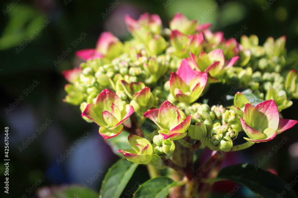 Closeup of hydrangea buds with pink edges Closeup of hydrangea buds with pink edges