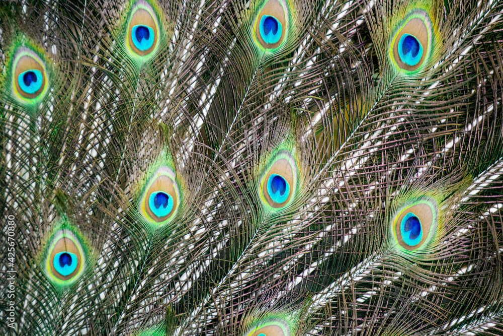 Fototapeta premium Plumaje pavo real, textura.
