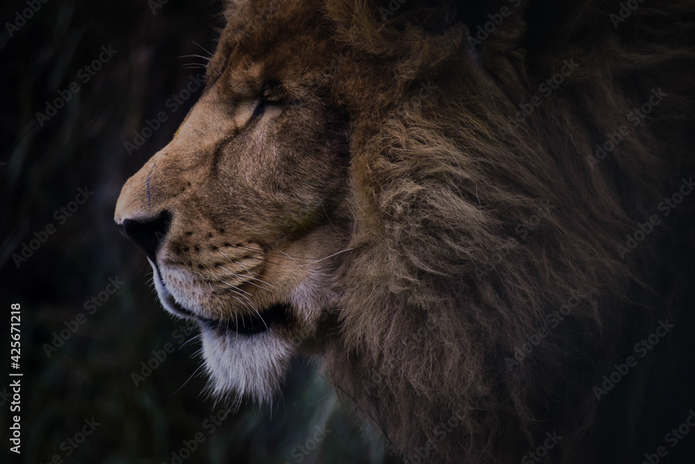 Naklejka premium león pensativo en su hábitat natural