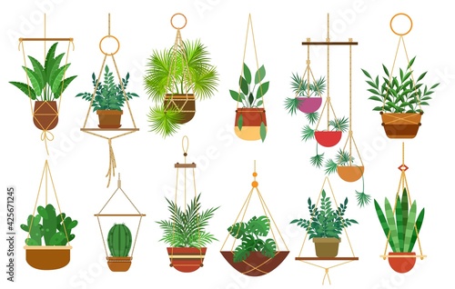 Hanging pots plants
