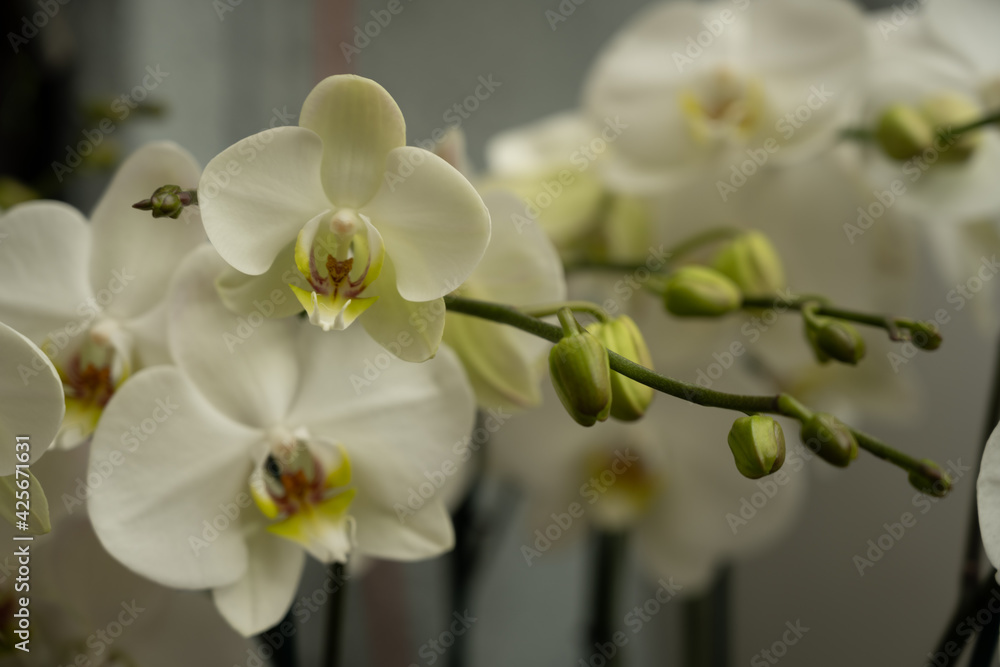 Obraz premium Orchids