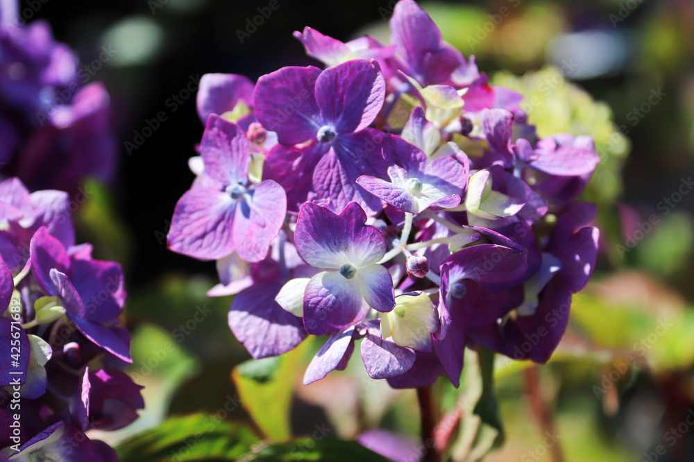 Closeup of bicolor white and purple hydrangeas Closeup of bicolor white and purple hydrangeas