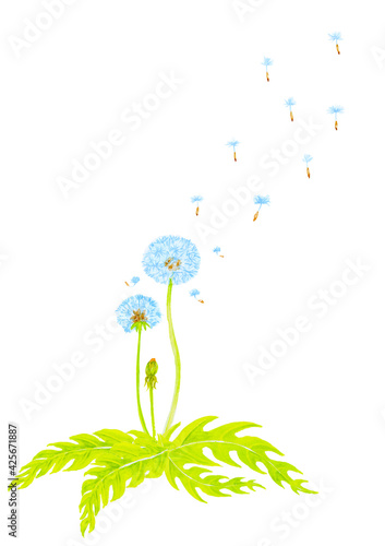 たんぽぽの水彩画アナログイラスト