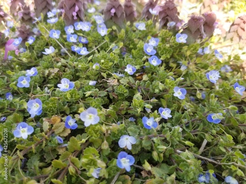道端に咲く花