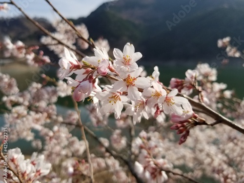 ダムに咲く桜