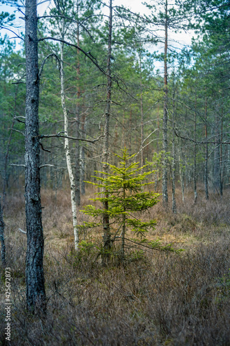 A beautiful springtime scenery of a swampy forest in Northern Europe. Spring landscape of a wet forest and small trees growing.