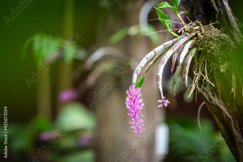 Close-up Dendrobium Secundum Purple pink orchid flower and text box, natural background. photo