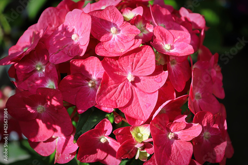 Macro of pink hydrangea blossoms in bloom