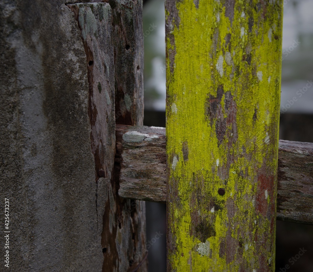 old wooden fence green moss