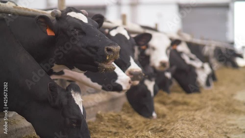 Slow motion video. Feeding cows with hay on a dairy farm