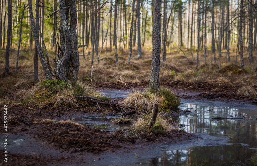 A beautiful springtime scenery of a swampy forest in Northern Europe. Spring landscape of a wet forest and small trees growing. A beautiful springtime scenery of a swampy forest in Northern Europe. Spring landscape of a wet forest and small trees growing.