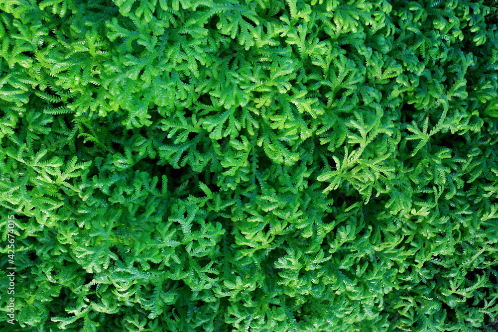 Spike Moss leaves green for grown as a garden plant,and Plant by the water in garden. Spike Moss leaves green for grown as a garden plant,and Plant by the water in garden.