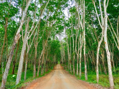 Rubber Tree forest and walkway 