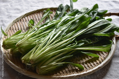 Mibuna, Brassica rapa var. laciniifolia subvar. Oblanceolata photo