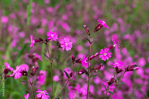 Flowers of a perennial plant Silene dioica known as Red campion or Red catchfly on a forest edge