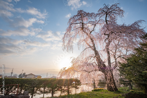 Temple in cherry blossoms, Matumoto City, Nagano, Japan. photo