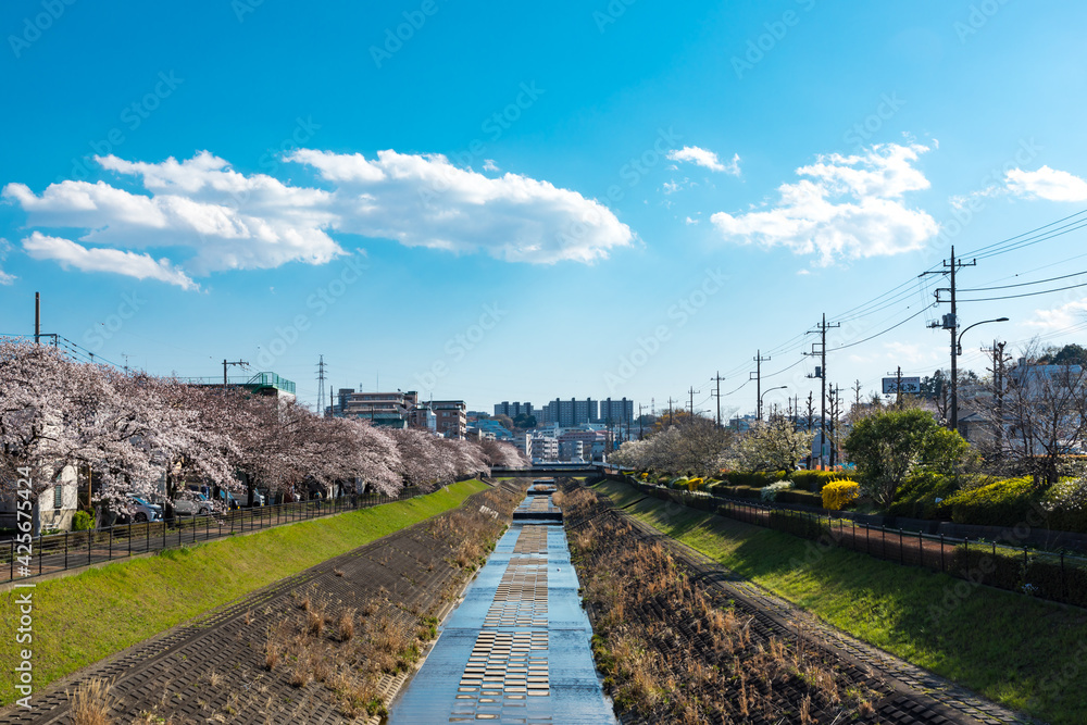 (東京都-風景)ひじり坂から見る春の乞田川風景