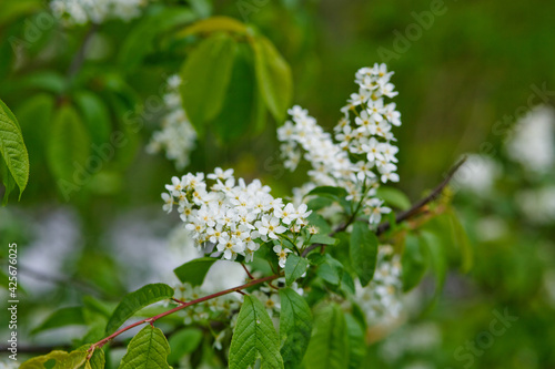 Bird Cherry Tree in Blossom. Close-up of a Flowering Prunus Avium Tree with White Little Blossoms. View of a blooming Sweet Bird-Cherry Tree in Spring