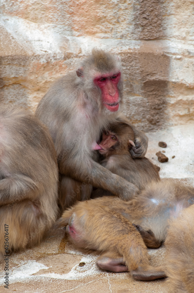 乳を飲む子猿