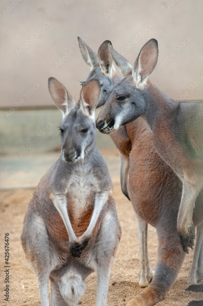 カンガルー カンガルー