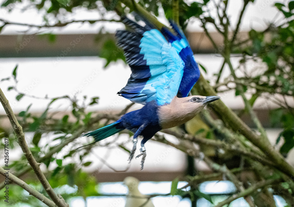 Fototapeta premium Birds