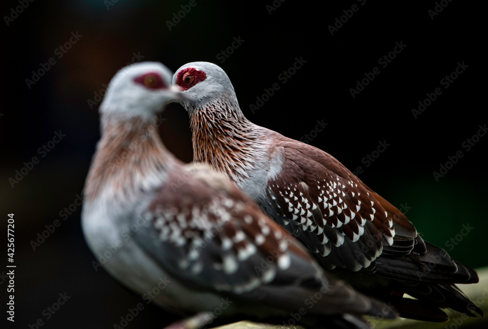 Birds Birds