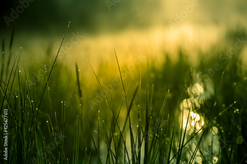 A beautiful flooded wetlands during the sunrise in spring. Fress, green grass growing in the water. Misty morning over the swamp. Springtime scenery in Northern Europe.