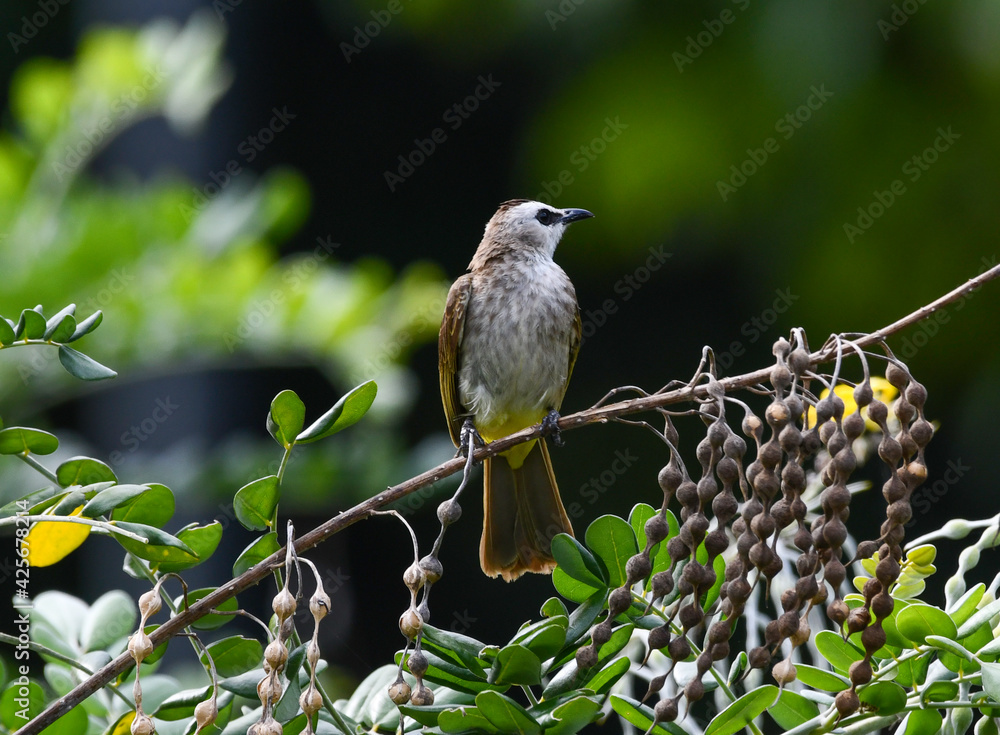 Naklejka premium Birds