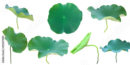 Isolated waterlily or lotus plant and flower with clipping paths.