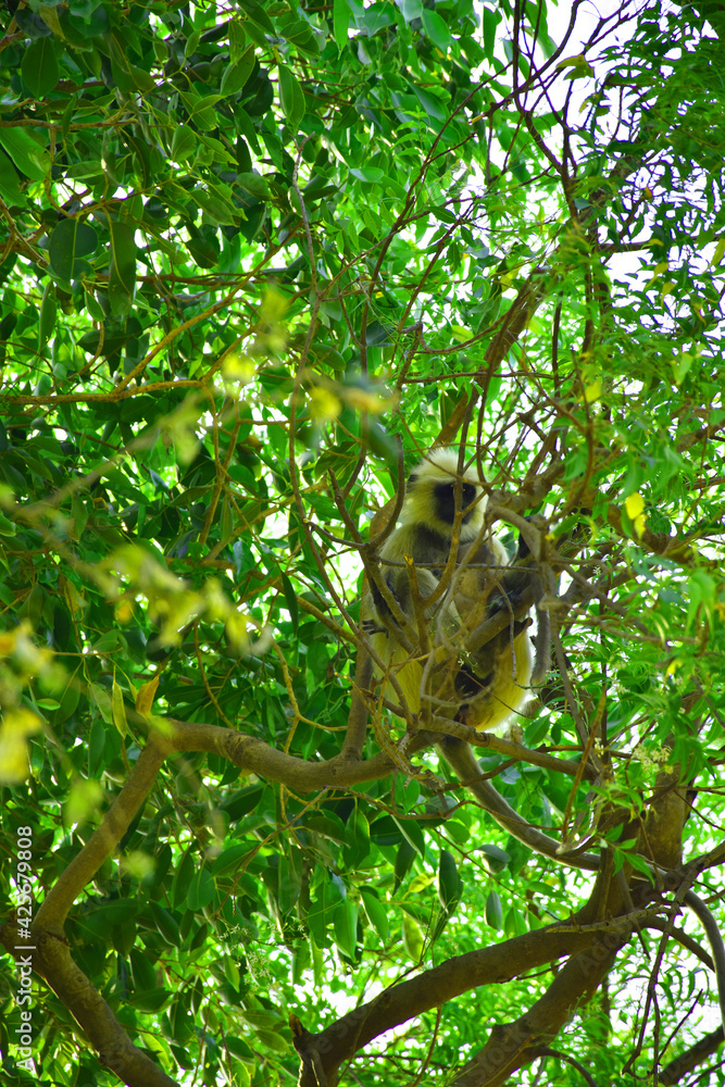 Obraz premium monkey in tree 