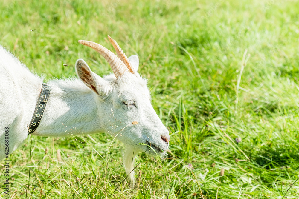 Obraz premium Cute white goat graze on the meadow with fresh green grass in the village. Organic animal husbandry.