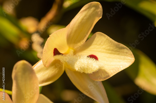 White orchid charming dendrobium (Dendrobium pulchellum)