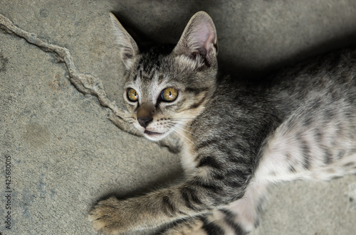 Cats portrait background cracked cement floor