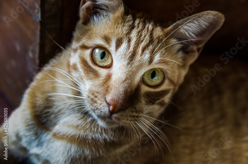 Close up portrait of a cat