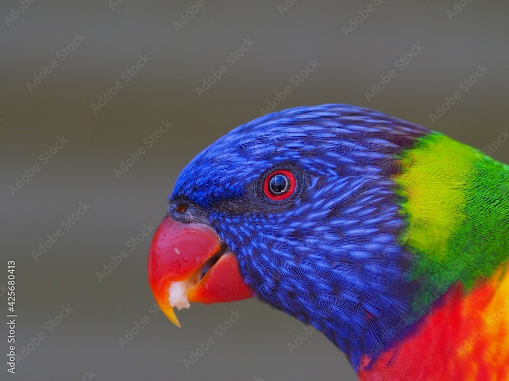 Lively spirited Rainbow Lorikeet with brilliant vivid plumage.