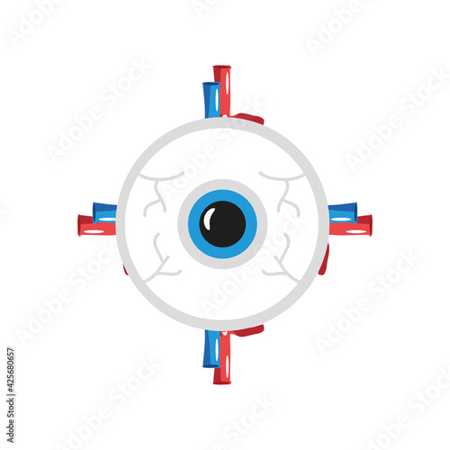 human eye organ