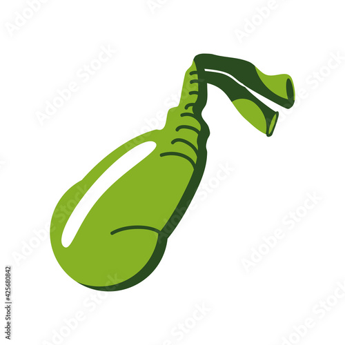 human gallbladder organ