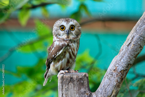Saw Whet owl