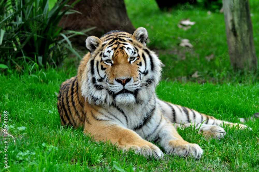 Tiger portrait looking for me