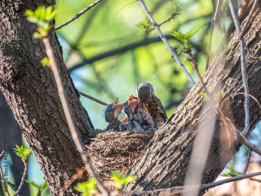 Thrush fieldfare feeding chicks with earthworms. Thrush, Turdus pilaris, with new born babies in the nest. Thrush fieldfare feeding chicks with earthworms. Thrush, Turdus pilaris, with new born babies in the nest.