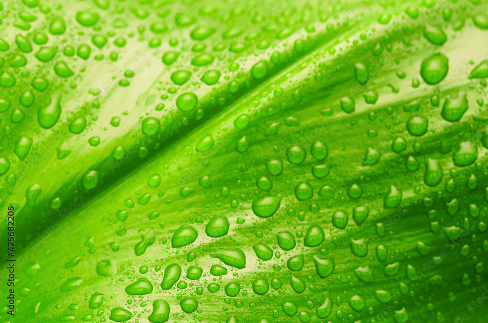 green leaf with drops of water green leaf with drops of water