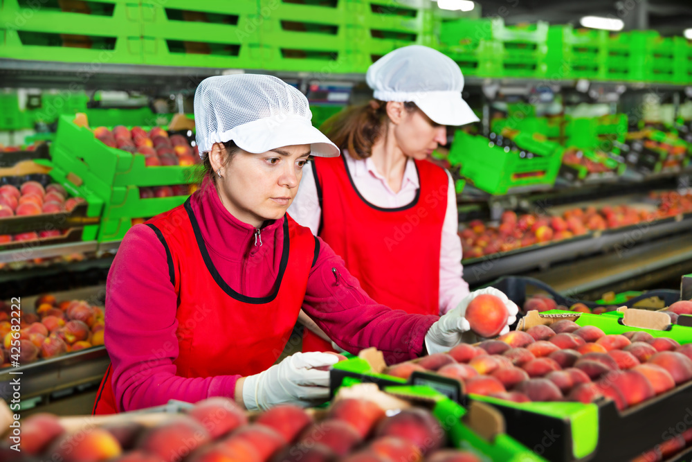 Female employee in a colored uniform sorting fresh ripe peaches at producing grading line