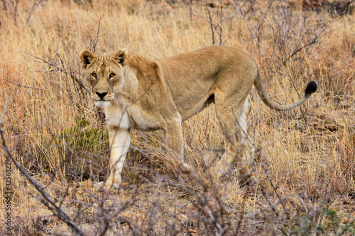 Lioness in South Africa 