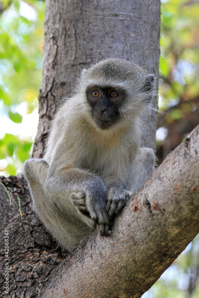 monkey on tree in South Africa monkey on tree in South Africa