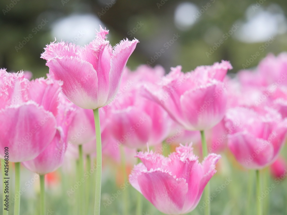 Full-blooming Tulip in pink swaying in wind